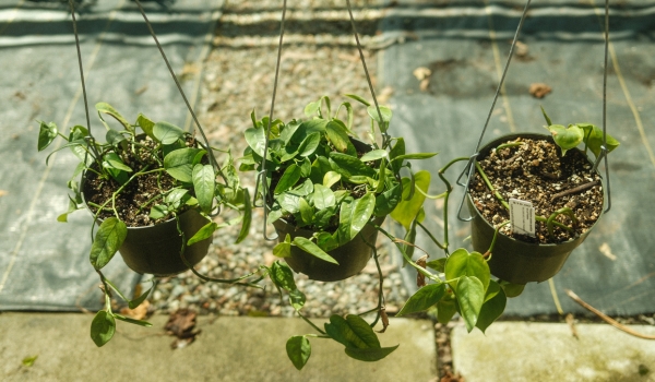 Selection of plants available during the sale